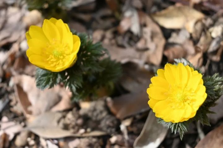 落ち葉の中で開花した福寿草の黄色い花