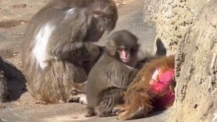 盾さん（@tate_gf）のXより