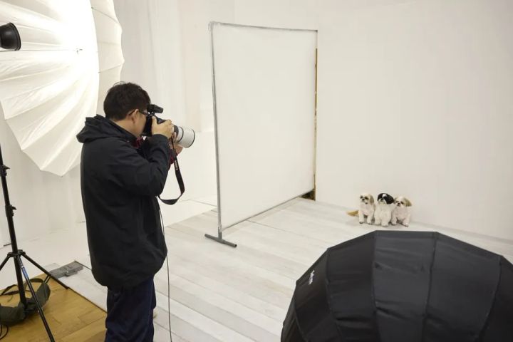 スタジオ機材に囲まれて犬3頭を撮影するプロカメラマン