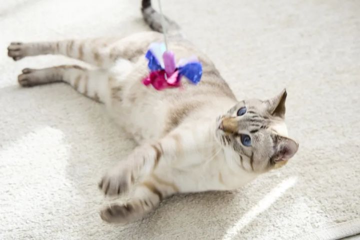 羽根のおもちゃで遊ぶブルーアイの猫