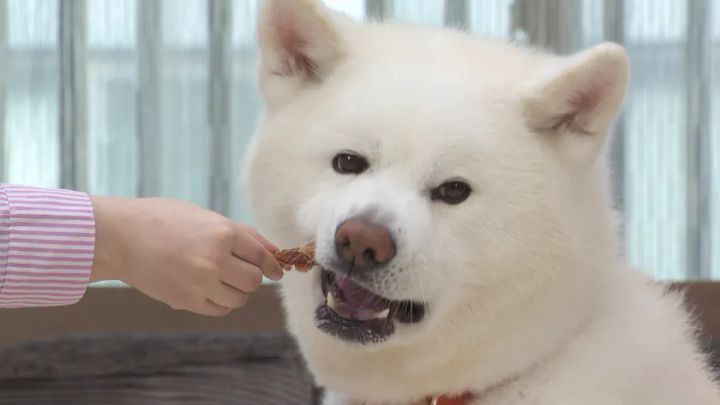 犬が手渡しのおやつに口を近づける場面