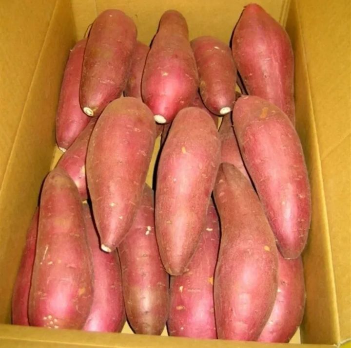 段ボール箱に整然と詰められた多古のべにはるか