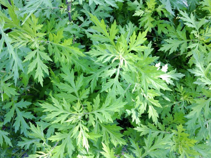 安全によもぎを収穫するための見分け方と場所選び