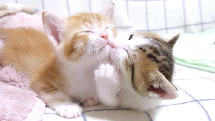 姉猫を食べ始めちゃった弟猫