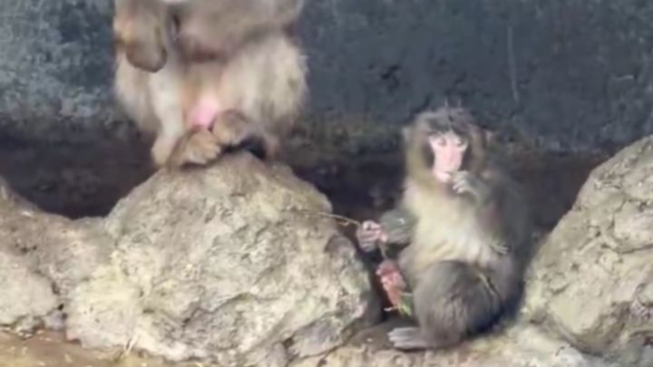 soa.さん（@soa1457937_soa）のXより