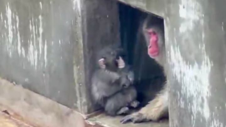 soa.さん（@soa1457937_soa）のXより