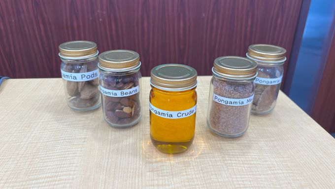 SAF原料「ポンガミア」