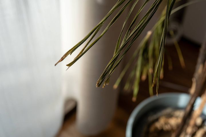 窓 運気 下がる 枯れた植物