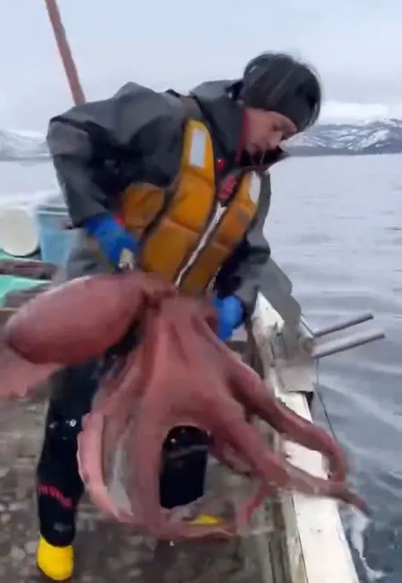 羅臼の海で漁獲された大だこ