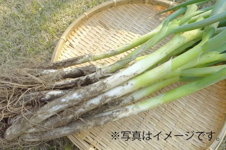 泥ねぎ詰め放題のイメージ