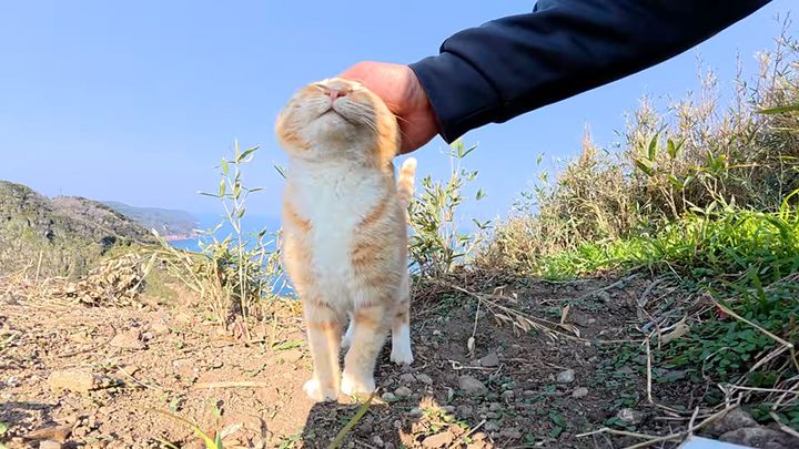 ナデナデを堪能する猫