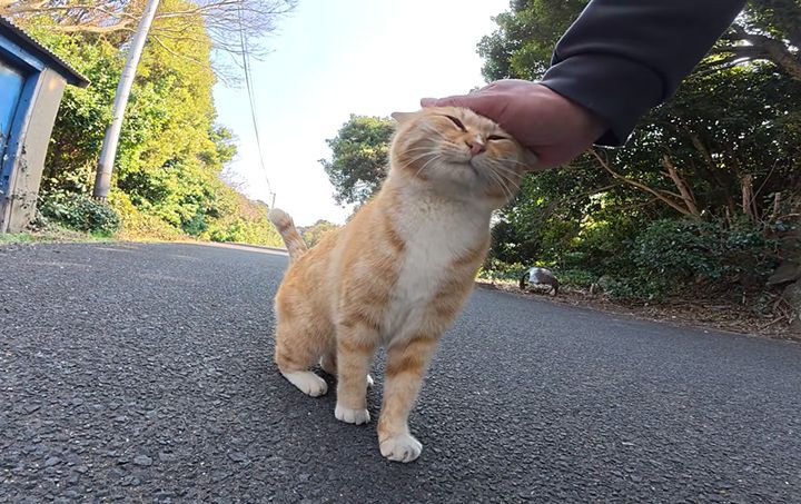 ナデナデを堪能する猫