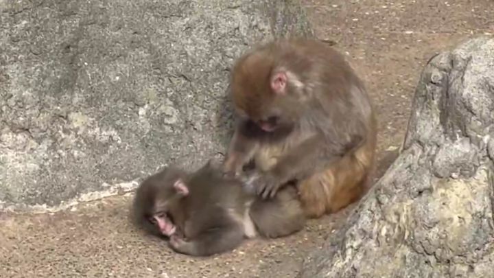 盾（@tate_gf）さんのXより