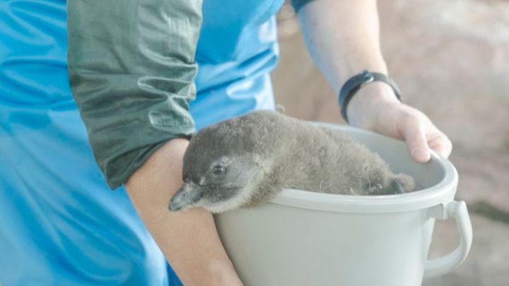 京都水族館公式Xより