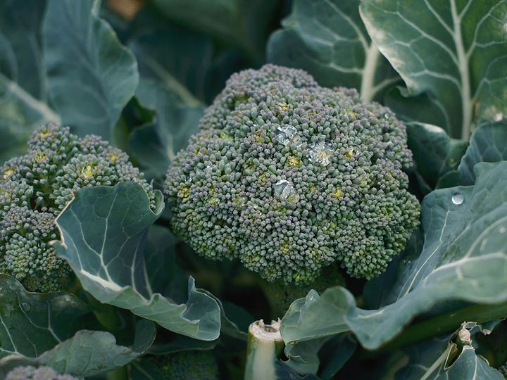 ブロッコリー「おかわりくん」