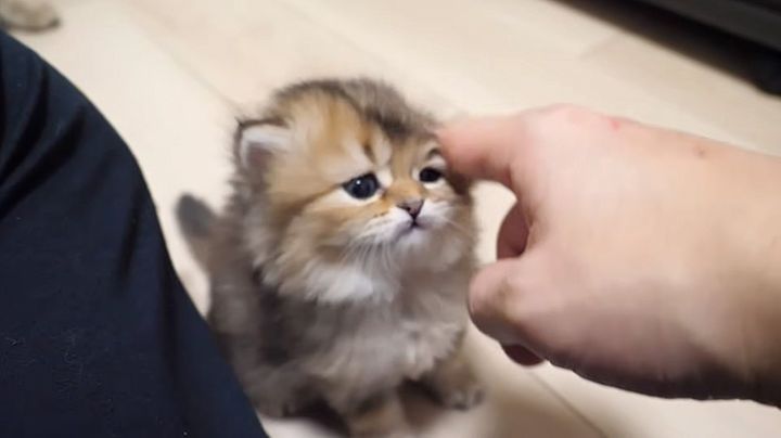 ナデナデしてもらった子猫