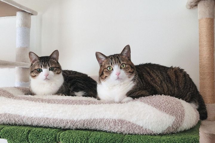 【心温まる猫ライフ】「すずめ＆うなぎ」のキジ白兄弟が見せる癒やしの日常とは？