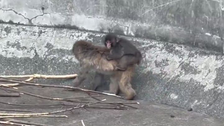 市川市動植物園のニホンザル、パンチくんの「群れへの合流」を見守るファンから、また一つ、感動的な光景が届きました。
