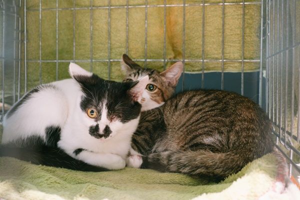 猫の推し活「ネコノート」リニューアル！保護猫の「親」として成長を見守る新機能搭載