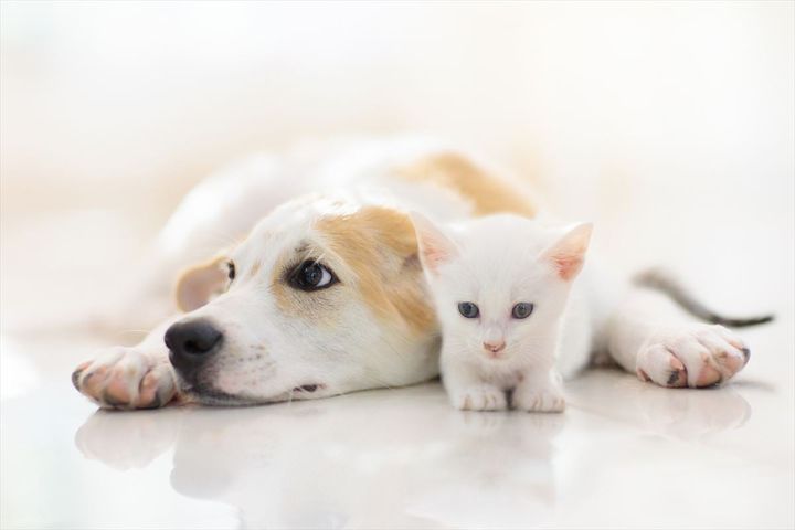 「ペットにしたい動物」ランキング