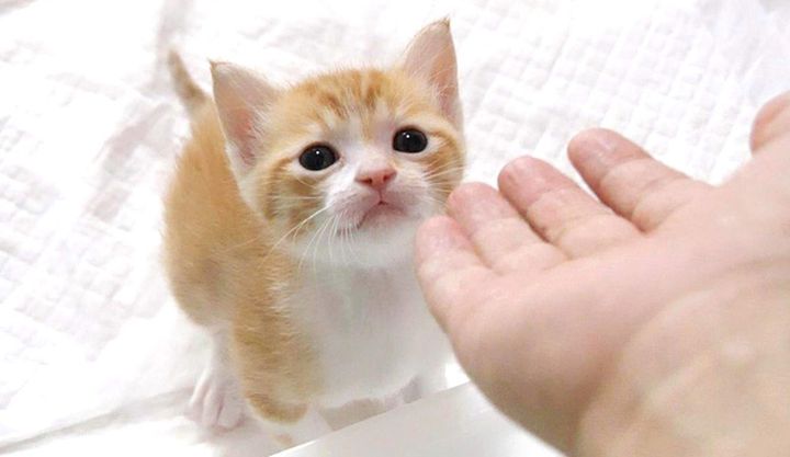 手レベーターに乗りたい子猫