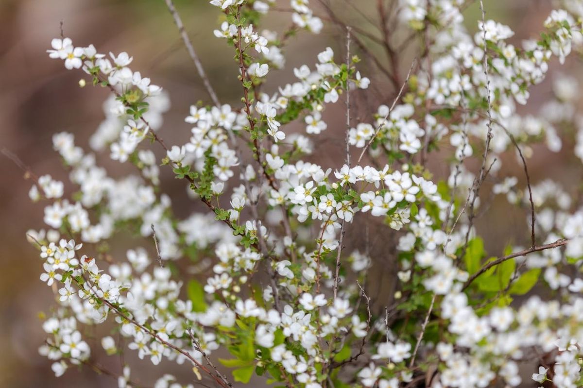 2月27日の花とは？【366日の誕生花と幸せの花言葉】 | TRILL【トリル】