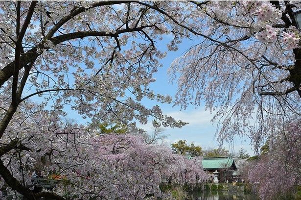 長い期間にわたって桜を楽しむことができる/三嶋大社の桜 画像提供：三嶋大社