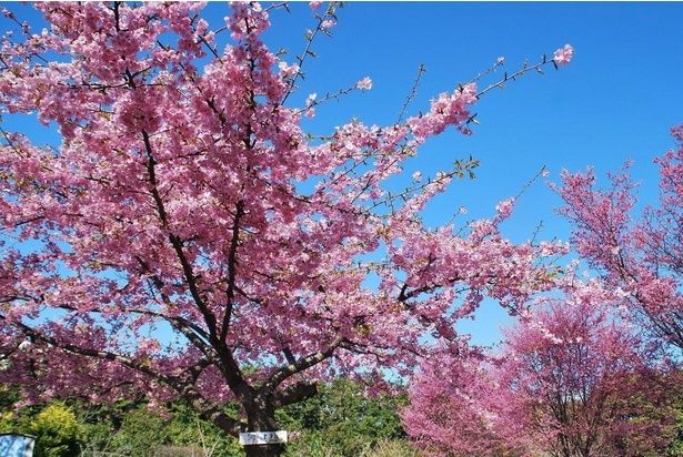 河津桜と彼岸桜/小田原フラワーガーデンの桜 画像提供：小田原フラワーガーデン