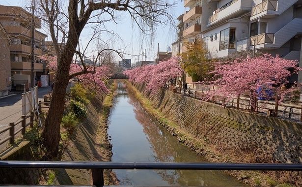 坂川沿いに植えられた36本の河津桜が毎年人々を楽しませている/松戸宿坂川の河津桜 画像提供：松戸市観光協会