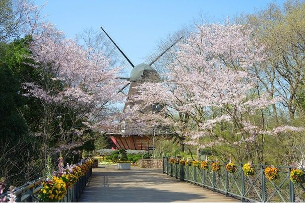 園内各所に桜が開花する/ふなばしアンデルセン公園の桜 画像提供：(公財)船橋市公園協会