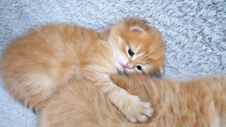 背中にくっつく子猫