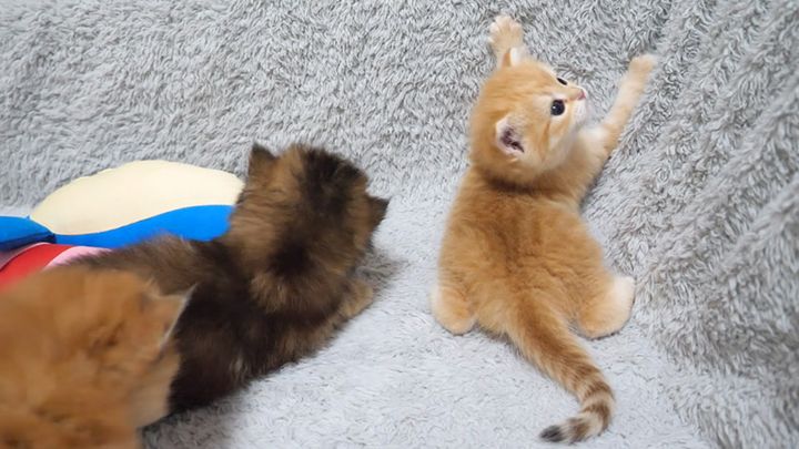 寝床で過ごす子猫達