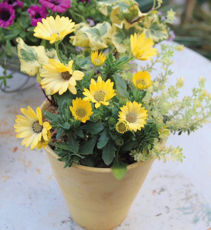 黄色に白が溶け込んだようなオステオスペルマムの花色。アイビーやロータスの葉色にも近い、やさしい色合いにペイントした鉢。