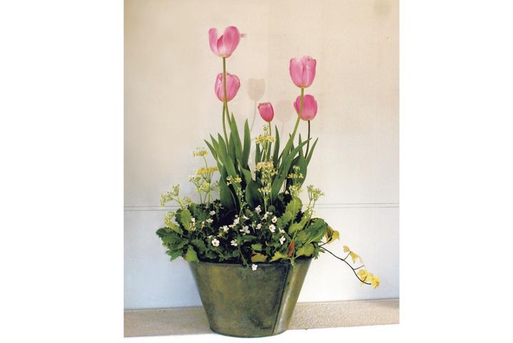  吉谷桂子さんの【寄せ植えQ&A】どんな花でも素敵に見える鉢は？ 育てやすいコンテナは？