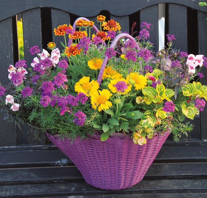 ガイラルディア2種にバーベナ、キンギョソウ、アルテルナンテラなど盛りだくさんに植えても、用土たっぷりでよく育つ。