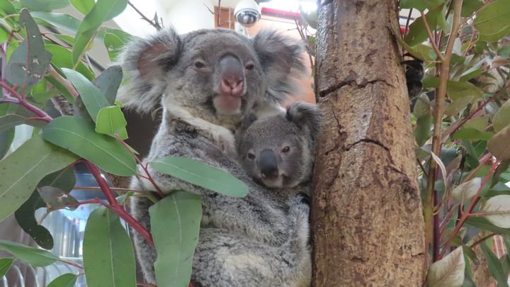 埼玉県こども動物自然公園公式Xより