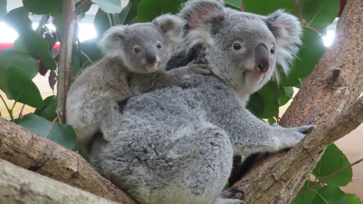埼玉県こども動物自然公園で昨年誕生し、お母さんの袋の中から顔を出し始めた2頭のコアラの赤ちゃん。2月7日から行われていた愛称投票の結果が、本日25日、ついに発表されました！