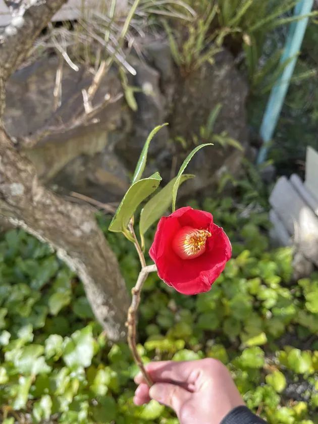 深紅の椿を手に取って観賞する様子