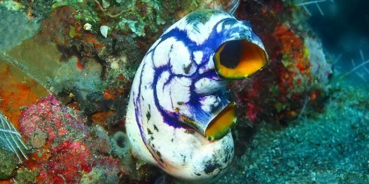 脳を捨てて生きるホヤ、その人生最大の決断はどこで下される？