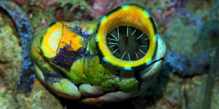 タウリンの香りでホヤが集合・変態する