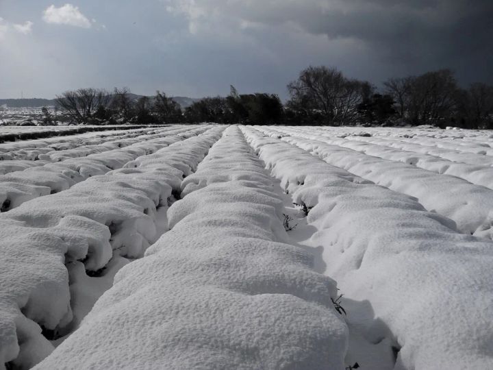 雪に覆われた村上茶の茶畑