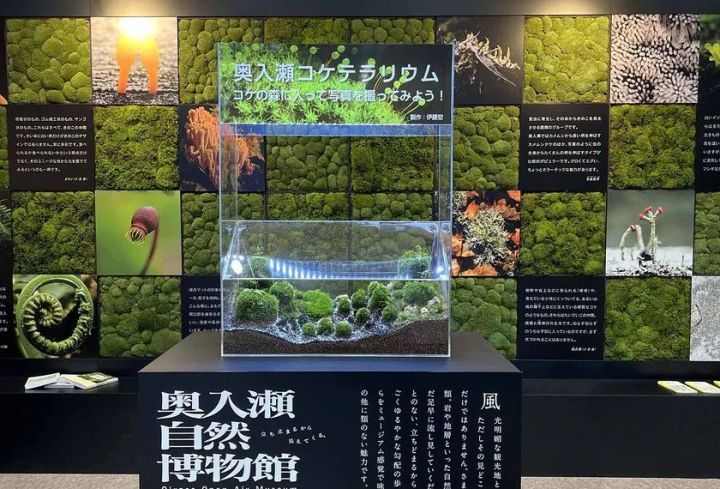 奥入瀬移動博物館のコケテラリウム展示