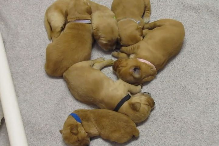 思い思いの格好で眠る子犬たち。平和な時間が流れていますが…