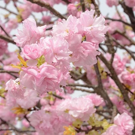 宮内庁御用達の「青山花茂本店」本物の花体験ができる「季節の枝もの定期便」を開始
