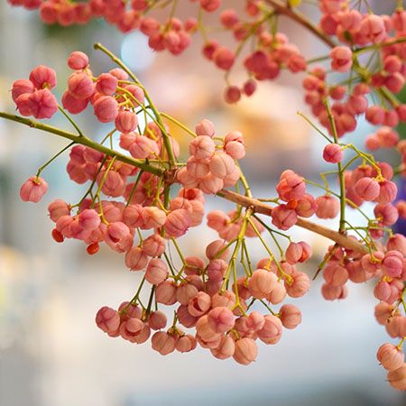 宮内庁御用達の「青山花茂本店」本物の花体験ができる「季節の枝もの定期便」を開始