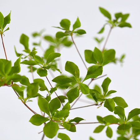 宮内庁御用達の「青山花茂本店」本物の花体験ができる「季節の枝もの定期便」を開始