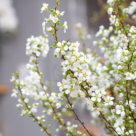 宮内庁御用達の「青山花茂本店」本物の花体験ができる「季節の枝もの定期便」を開始