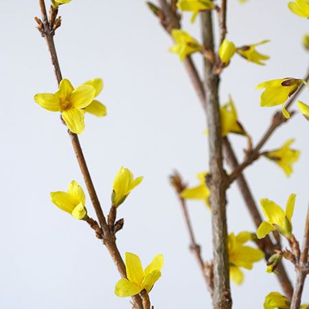 宮内庁御用達の「青山花茂本店」本物の花体験ができる「季節の枝もの定期便」を開始