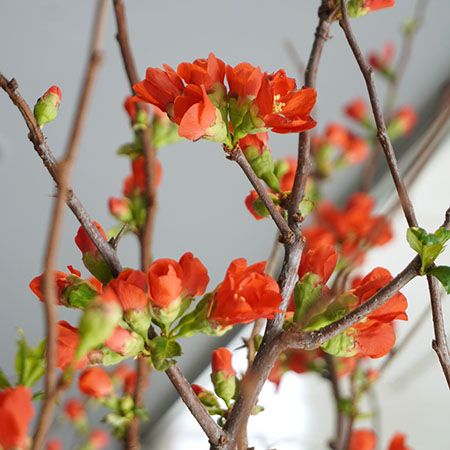 宮内庁御用達の「青山花茂本店」本物の花体験ができる「季節の枝もの定期便」を開始