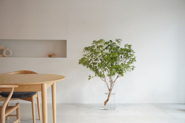 宮内庁御用達の「青山花茂本店」本物の花体験ができる「季節の枝もの定期便」を開始